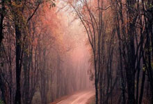 九游娱乐-蒂姆连续十五场比赛得分超过领先优势明显，G2不断突破！